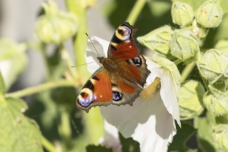 Peacock butterfly (Aglais io) adult insect resting on a garden Hollyhock flower in summer, England,