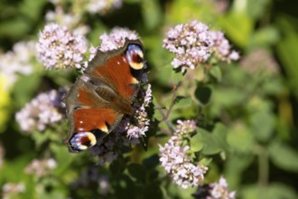 Peacock butterfly (Aglais io) adult insect feeding on a garden purple Wild marjoram or Oregano