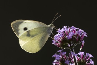 Large or Cabbage white butterfly (Pieris brassicae) adult insect feeding on a garden purple Verbena