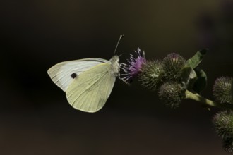 Large or Cabbage white butterfly (Pieris brassicae) adult insect feeding on a Burdock flower in