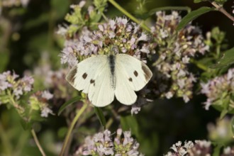 Large or Cabbage white butterfly (Pieris brassicae) adult insect feeding on a garden purple Wild