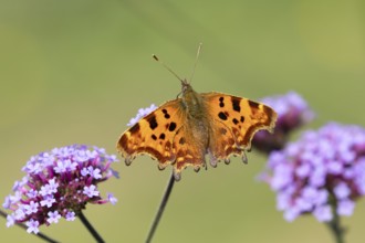 Comma butterfly (Polygonia c-album) adult insect feeding on a garden purple Verbena bonariensis