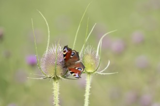 Peacock butterfly (Aglais io) adult insect feeding on a Teasel flower in summer, England, United