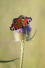Peacock butterfly (Aglais io) adult insect feeding on a Teasel flower in summer, England, United