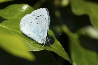 Holly blue butterfly (Celastrina argiolus) adult insect resting on an Ivy leaf in spring, England,
