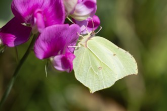 Brimstone butterfly (Gonepteryx rhamni) adult male insect feeding on a garden Sweet pea flower in