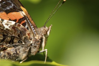 Red admiral butterfly (Vanessa atalanta) adult insect on a plant leaf in a garden in summer,