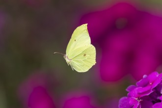 Brimstone butterfly (Gonepteryx rhamni) adult male insect flying over a garden flower border in