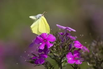 Brimstone butterfly (Gonepteryx rhamni) adult male insect flying up from a garden Phlox flower in