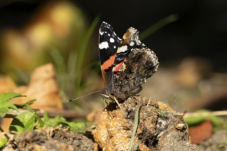 Red admiral butterfly (Vanessa atalanta) adult insect feeding on a fallen rotten apple fruit in a