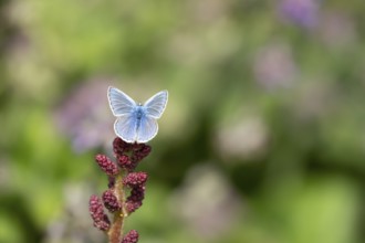 Common blue butterfly (Polyommatus icarus) adult insect resting a garden flower in summer, England,