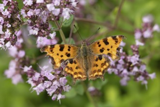 Comma butterfly (Polygonia c-album) adult insect feeding on a garden purple Wild marjoram or