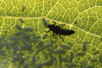 Harlequin ladybird or ladybug (Harmonia axyridis) adult insect larva and Plum aphid (Hyalopterus