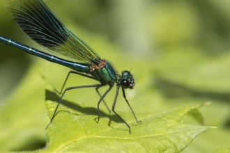 Banded demoiselle damselfly (Calopteryx splendens) adult male insect on a plant leaf in summer,