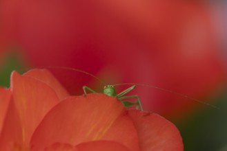 Speckled bush cricket (Leptophyes punctatissima) adult insect on a garden begonia flower in summer,