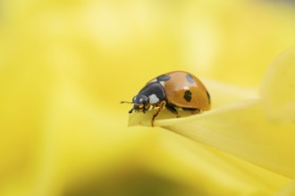 Seven-spot ladybird or ladybug (Coccinella septempunctata) adult insect on a garden yellow Dahlia