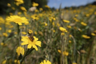Common hoverfly (Eupeodes corollae) adult insect on a Corn marigold flower in a wildflower meadow