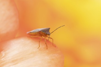 Hawthorn shieldbug (Acanthosoma haemorrhoidale) adult insect on a garden begonia flower in summer,