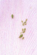 Tulip aphid or greenfly (Dysaphis tulipae) adult and nymph insects family on a garden Tulip petal