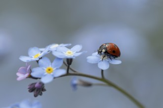 Seven-spot ladybird or ladybug (Coccinella septempunctata) adult insect on a garden Forget-me-not