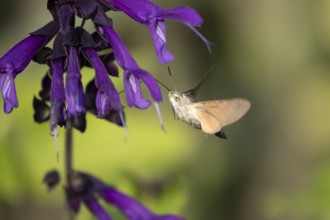 Hummingbird hawkmoth (Macroglossum stellatarum) adult moth in flight feeding on a garden purple