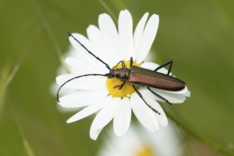 Thick-legged flower beetle (Oedemera nobilis) adult insect on an Oxeye daisy flower in summer,