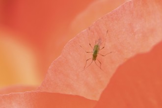 Aphid adult insect on a garden begonia flower in summer, England, United Kingdom