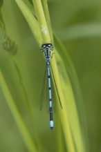 Common blue damselfly (Enallagma cyathigerum) adult male insect on a plant stem in summer, England,