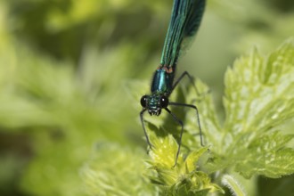 Banded demoiselle damselfly (Calopteryx splendens) adult male insect on a Nettle plant leaf in