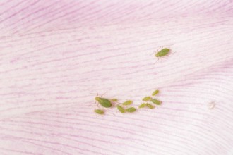 Tulip aphid or greenfly (Dysaphis tulipae) adult and nymph insect family on a garden Tulip petal in