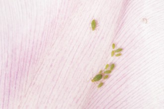 Tulip aphid or greenfly (Dysaphis tulipae) insects on a garden Tulip petal in spring, England,