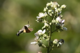 Hummingbird hawkmoth (Macroglossum stellatarum) adult moth in flight feeding on a Bramble flower in