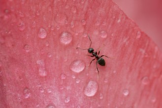 Black garden ant (Lasius Niger) adult insect on a garden flower in spring, England, United Kingdom