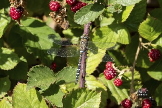 Emperor dragonfly (Anax imperator) adult insect on a bramble bush in summer, England, United