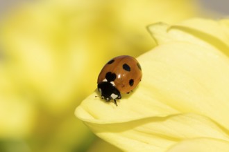 Seven-spot ladybird or ladybug (Coccinella septempunctata) adult insect on a garden Dahlia flower