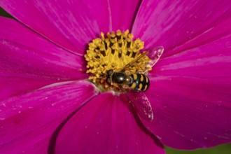 Common hoverfly (Eupeodes corollae) adult insect on a garden Cosmos flower in summer, England,