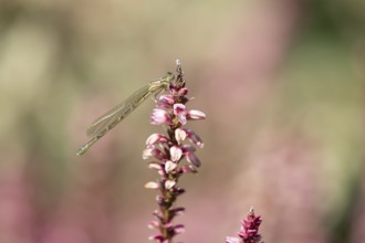 Common blue damselfly (Enallagma cyathigerum) adult female insect on a garden flower in summer,