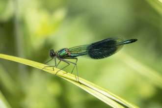 Common blue damselfly (Enallagma cyathigerum) adult male insect on a plant stem in summer, England,