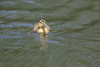 Mallard duck (Anas platyrhynchos) juvenile baby duckling bird on the water of a lake in summer,