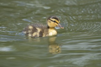 Mallard duck (Anas platyrhynchos) juvenile baby duckling bird swimming on the water of a lake in