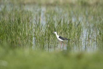 Black winged stilt (Himantopus himantopus) adult wader bird in the shallow water of a lagoon in
