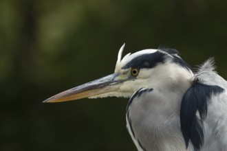 Grey heron (Ardea cinerea) adult bird head portrait, England, United Kingdom
