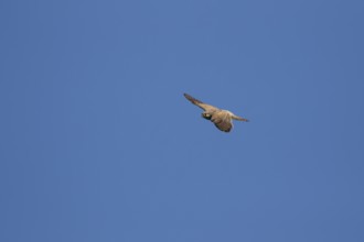 Common kestrel (Falco tinnunculus) adult falcon bird of prey in flight, England, United Kingdom