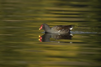 Moorhen (Gallinula chloropus) adult bird on the water of a lake, England, United Kingdom