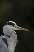 Grey heron (Ardea cinerea) adult bird head portrait, England, United Kingdom