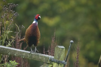 Common pheasant (Phasianus colchicus) adult male bird on a wooden gate, Wales, United Kingdom