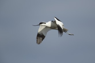 Pied avocet (Recurvirostra avosetta) adult wader bird in flight in summer, RSPB Minsmere nature