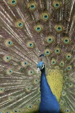 Indian peafowl or Peacock (Pavo cristatus) adult male bird displaying showing its tail feathers,