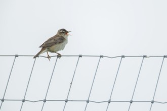 Reed warbler (Acrocephalus scirpaceus) adult male bird singing from a metal fence in summer,