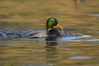 Mallard duck (Anas platyrhynchos) adult male bird bathing in the water of a lake, England, United